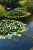 Hamburg-Planten-un-Blomen-120904-DSC_0623.JPG