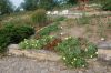 Rosarium-Sangerhausen-Sachsen-Anhalt-120901-DSC_0818.JPG