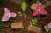 Dresden-Orchideen-Ausstellung-120331-DSC_0344.JPG