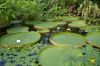 Botanischer-Garten-Dresden-2013-130813-DSC_0616.jpg