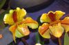 Ausstellung-Internationale-Orchideen-Welt-in-Bad-Salzuflen-2014-140302-DSC_0252.jpg