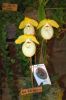 Ausstellung-Internationale-Orchideen-Welt-in-Bad-Salzuflen-2014-140302-DSC_0355.jpg