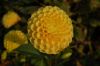 Dahlientag-2014-Winsen-2014-Niedersachsen-Winsen-141005-DSC_0108.jpg