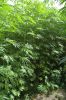HanfLabyrinth-in-Hanstedt-2016-160710-DSC_8249.jpg